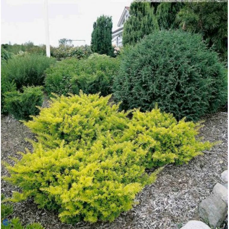 Almindelig Krybende Taks 'Summergold' Taxus Baccata 'Summergold' Potte 2,0 Liter,- 25-30 Cm. 3 Almindelig Krybende Taks 'Summergold' Taxus Baccata 'Summergold' Potte 2,0 Liter,- 25-30 Cm.