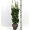 Taks 'Hicksii' Taxus Media 'Hicksii' Med Klump,- 80-100 Cm. 1 Taks 'Hicksii' Taxus Media 'Hicksii' Med Klump,- 80-100 Cm. -Montoz Butik p2129 52707 taxus media hicksii 35e0