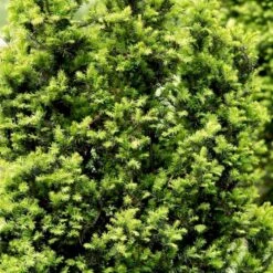 Taks 'Hicksii' Taxus Media 'Hicksii' Med Klump,- 80-100 Cm. -Montoz Butik p2129 52846 taxus media hicksii fc91