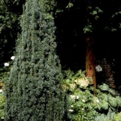 Taks 'Hicksii' Taxus Media 'Hicksii' Med Klump,- 80-100 Cm. -Montoz Butik p2129 52847 taxus media hicksii 2fde