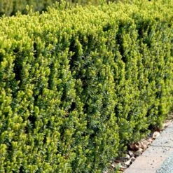 Taks 'Hicksii' Taxus Media 'Hicksii' Med Klump,- 80-100 Cm. -Montoz Butik p2129 52849 taxus media hicksii e6fa