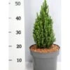 Sukkertopgran 'Zuckerhut' Picea Glauca 'Zuckerhut'(dværgform) Potte 5,0 Liter,- 30-40 Cm. -Montoz Butik p21326 41545 picea glauca zuckerhut e629