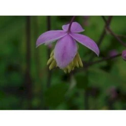 Violfrøstjerne Thalictrum Delavayi 1 Liter Potte -Montoz Butik p2133 36045 thalichtrum delavayi 9bf2