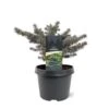 Blågran (Podet) 'Waldbrunn' Picea Pungens 'Waldbrunn'(dværgform) Potte 3,0 Liter,- 15-20 Cm. -Montoz Butik p21355 49222 picea pungens waldbrunn dvaergform a2f3