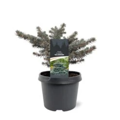 Blågran (Podet) 'Waldbrunn' Picea Pungens 'Waldbrunn'(dværgform) Potte 3,0 Liter,- 15-20 Cm.