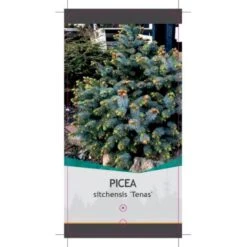 Sitkagran (Podet) 'Tenas' Picea Sitchensis 'Tenas' (dværgform) Potte 3,0 Liter,- 20-25 Cm. -Montoz Butik p21364 38817 image a492