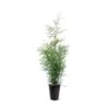 Almindelig Thuja 'Brabant' Thuja Occidentalis 'Brabant' Potte 4,0 Liter,- 80-100 Cm. -Montoz Butik p2140 43376 thuja occidentalis brabant 7a4f