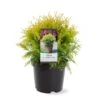 Thuja 'Golden Globe' Thuja Occidentalis 'Golden Globe'(dværgform) Potte 3,0 Liter,- 25-30 Cm. 1 Thuja 'Golden Globe' Thuja Occidentalis 'Golden Globe'(dværgform) Potte 3,0 Liter,- 25-30 Cm. -Montoz Butik p2143 38842 image d3a7
