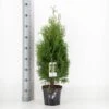 Almindelig Thuja 'Holmstrup' Thuja Occidentalis 'Holmstrup' Potte 3,0 Liter,- 40-60 Cm. -Montoz Butik p2144 33878 thuja occidentalis holmstrup 4711
