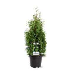 Almindelig Thuja 'Holmstrup' Thuja Occidentalis 'Holmstrup' Potte 3,0 Liter,- 40-60 Cm. -Montoz Butik p2144 38848 image d11c