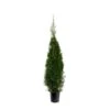 Almindelig Thuja 'Smaragd' Thuja Occidentalis 'Smaragd' Potte 10 Liter,- 125-150 Cm. -Montoz Butik p2145 45699 thuja occidentalis smaragd 94a5