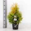 Almindelig Thuja 'Yellow Ribbon' Thuja Occidentalis 'Yellow Ribbon' Potte 3,0 Liter,- 40-60 Cm. -Montoz Butik p2146 33479 thuja occidentalis yellow ribbon 6e85