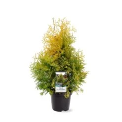 Almindelig Thuja 'Yellow Ribbon' Thuja Occidentalis 'Yellow Ribbon' Potte 3,0 Liter,- 40-60 Cm. -Montoz Butik p2146 38850 image bd8d