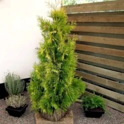Almindelig Thuja 'Yellow Ribbon' Thuja Occidentalis 'Yellow Ribbon' Potte 3,0 Liter,- 40-60 Cm. -Montoz Butik p2146 52860 thuja occidentalis yellow ribbon 128a