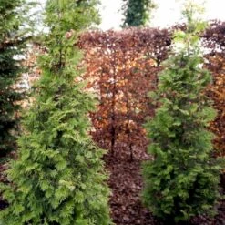 Almindelig Thuja 'Yellow Ribbon' Thuja Occidentalis 'Yellow Ribbon' Potte 3,0 Liter,- 40-60 Cm. -Montoz Butik p2146 52861 thuja occidentalis yellow ribbon 4d78