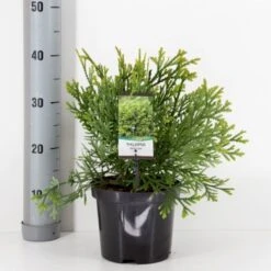 Hønsebenstræ Thujopsis Dolobrata Potte 3,0 Liter,- 25-30 Cm. -Montoz Butik p2149 33485 thujopsis dolobrata 0e7c