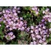 Lodden Timian Thymus Praecox Var. Pseudolanuginosus 10 Cm. Potte -Montoz Butik p2157 1684 thymus praecox var pseudolanuginosus 75be