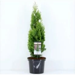 Almindelig Thuja 'Degroots Spire' Thuja Occidentalis 'Degroots Spire' Potte 3,0 Liter,- 30-40 Cm. -Montoz Butik p21634 36690 thuja occidentalis degroots spire f374
