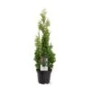 Almindelig Thuja 'Degroots Spire' Thuja Occidentalis 'Degroots Spire' Potte 3,0 Liter,- 30-40 Cm. 1 Almindelig Thuja 'Degroots Spire' Thuja Occidentalis 'Degroots Spire' Potte 3,0 Liter,- 30-40 Cm. -Montoz Butik p21634 38838 image 3c9a
