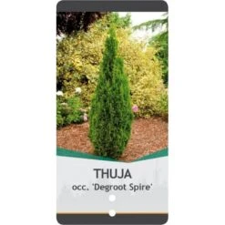Almindelig Thuja 'Degroots Spire' Thuja Occidentalis 'Degroots Spire' Potte 3,0 Liter,- 30-40 Cm. -Montoz Butik p21634 38839 image 1d23