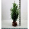 Kæmpethuja Thuja Plicata 'Martin' Med Klump,- 80-100 Cm. 2 Kæmpethuja Thuja Plicata 'Martin' Med Klump,- 80-100 Cm. -Montoz Butik p21652 52749 thuja plicata martin 55a5