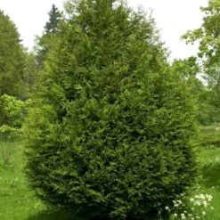 Kæmpethuja Thuja Plicata 'Martin' Med Klump,- 80-100 Cm. -Montoz Butik p21652 52862 thuja plicata martin 427e