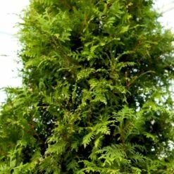 Kæmpethuja Thuja Plicata 'Martin' Med Klump,- 80-100 Cm. -Montoz Butik p21652 52864 thuja plicata martin fd26