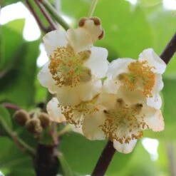 Kiwi 'Male' Actinidia Chinensis 'Male' (Hanplanter) Potte 2,0 Liter,- Opbundet -Montoz Butik p21774 50528 actinidia chinensis male hanplanter 5674