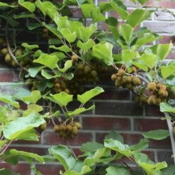 Kiwi 'Jenny' Actinidia Chinensis 'Jenny' (Selvbestøvende) Potte 2,0 Liter,- Opbundet -Montoz Butik p21775 50527 actinidia chinensis jenny selvbestoevende 1920