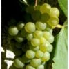 Vin 'Reform' Vitis Vinifera 'Reform' Potte 2,0 Liter,- Opbundet 60-100 Cm 2 Vin 'Reform' Vitis Vinifera 'Reform' Potte 2,0 Liter,- Opbundet 60-100 Cm -Montoz Butik p21873 39324 vitis vinifera reform 11f2