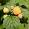 Efterårs Hindbær 'Golden Queen'® Rubus Idaeus 'Golden Queen'® Potte 2,0 Liter,- Opbundet -Montoz Butik p21880 48852 rubus idaeus golden queen 6614