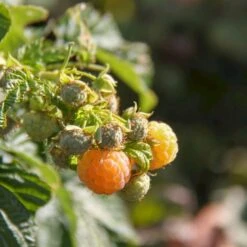 Montoz Butik -Montoz Butik p21880 50666 rubus idaeus golden queen e528