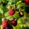Sommer Hindbær 'Schönemann' Rubus Idaeus 'Schönemann' Potte 3,0 Liter,- Opbundet