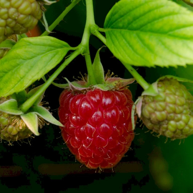 Sommer Hindbær 'Schönemann' Rubus Idaeus 'Schönemann' Potte 3,0 Liter,- Opbundet 4 Sommer Hindbær 'Schönemann' Rubus Idaeus 'Schönemann' Potte 3,0 Liter,- Opbundet - Billede 2