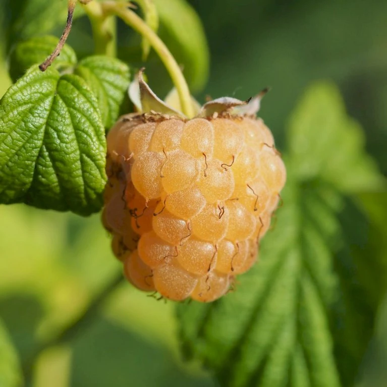 Efterårs Hindbær 'Golden Everest' Rubus Idaeus 'Golden Everest' Potte 2,0 Liter,- Opbundet 5 Efterårs Hindbær 'Golden Everest' Rubus Idaeus 'Golden Everest' Potte 2,0 Liter,- Opbundet - Billede 3