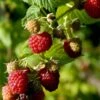 Sommer Hindbær 'Meeker' Rubus Idaeus 'Meeker' Potte 3,0 Liter,- Opbundet 1 Sommer Hindbær 'Meeker' Rubus Idaeus 'Meeker' Potte 3,0 Liter,- Opbundet -Montoz Butik p21894 48859 rubus idaeus meeker 9566