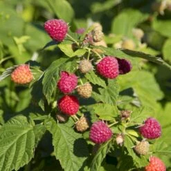 Sommer Hindbær 'Preussen II' Rubus Idaeus 'Preussen II' Potte 3,0 Liter,- Opbundet -Montoz Butik p21895 50671 rubus idaeus preussen ii 3d16