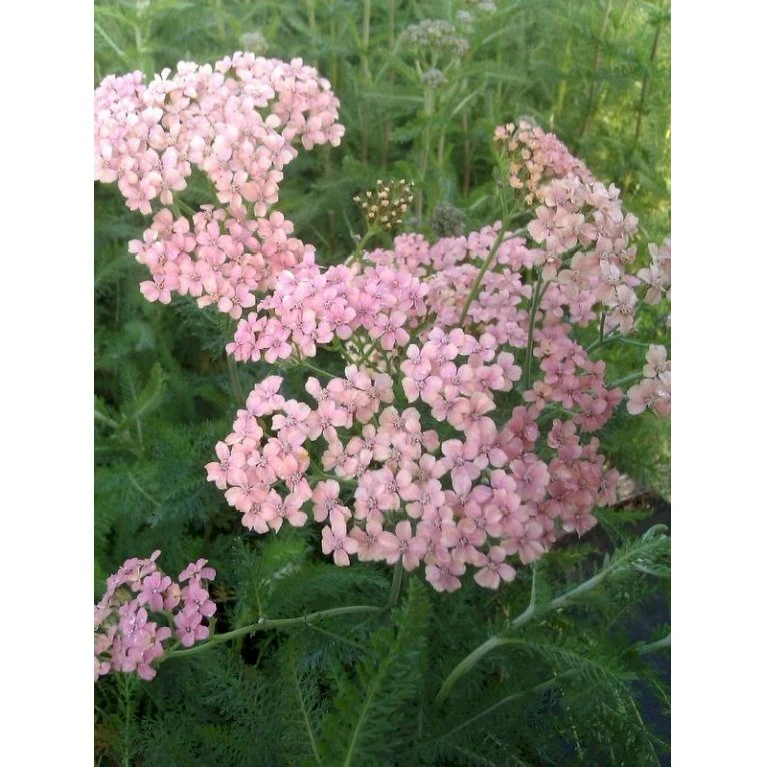 Almindelig Røllike 'Apfelblüte' Achillea Millefolium 'Apfelblüte' Bakke Med 12 Stk. 4 Almindelig Røllike 'Apfelblüte' Achillea Millefolium 'Apfelblüte' Bakke Med 12 Stk. - Billede 2