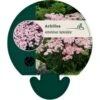 Almindelig Røllike 'Apfelblüte' Achillea Millefolium 'Apfelblüte' Bakke Med 12 Stk. -Montoz Butik p22065 45310 achillea millefolium apfelbluete efdd