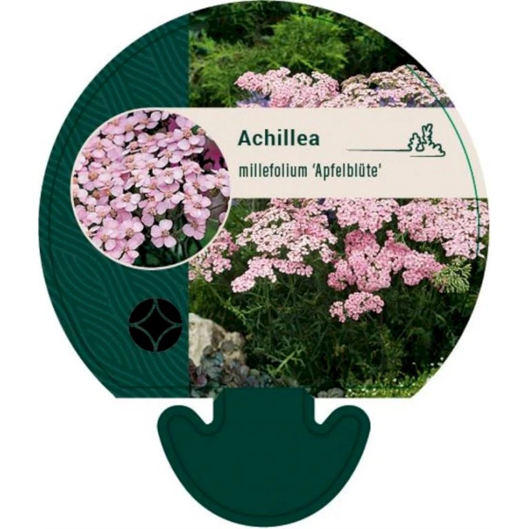 Almindelig Røllike 'Apfelblüte' Achillea Millefolium 'Apfelblüte' Bakke Med 12 Stk. 3 Almindelig Røllike 'Apfelblüte' Achillea Millefolium 'Apfelblüte' Bakke Med 12 Stk.