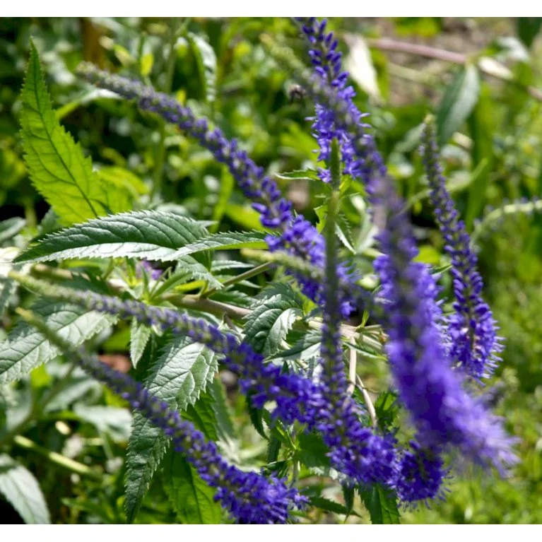 Akseærenpris Veronica Spicata 'Nana Blauteppich' 1 Liter Potte 3 Akseærenpris Veronica Spicata 'Nana Blauteppich' 1 Liter Potte