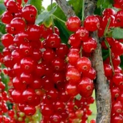 Ribs 'Rolan' Ribes Rubrum 'Rolan' 3,5 Liter Potte