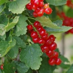 Ribs 'Rolan' Ribes Rubrum 'Rolan' 3,5 Liter Potte -Montoz Butik p22168 50632 ribes rubrum rolan 5b2f