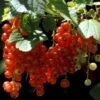 Ribs 'Rosetta' Ribes Rubrum 'Rosetta' 5 Liter Potte -Montoz Butik p22170 48796 ribes rubrum rosetta 07b4