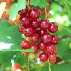 Ribs 'Rosetta' Ribes Rubrum 'Rosetta' 5 Liter Potte -Montoz Butik p22170 50633 ribes rubrum rosetta 79b1