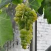Vin 'Himrod' Vitis Vinifera 'Himrod' Potte 3,0 Liter,- Opbundet 80-100 Cm. -Montoz Butik p2230 47548 vitis hybrid himrod 870f