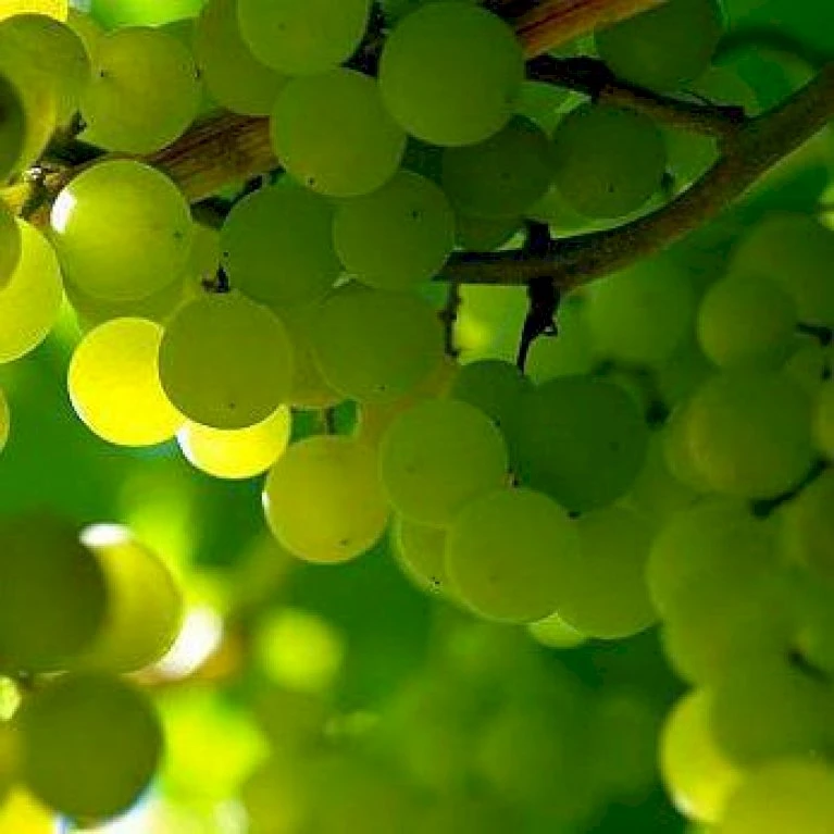 Vin 'Himrod' Vitis Vinifera 'Himrod' Potte 3,0 Liter,- Opbundet 80-100 Cm. 4 Vin 'Himrod' Vitis Vinifera 'Himrod' Potte 3,0 Liter,- Opbundet 80-100 Cm. - Billede 2