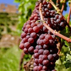 Vin 'Vanessa' Vitis Vinifera 'Vanessa' Potte 3,0 Liter,- Opbundet 80-100 Cm. -Montoz Butik p2234 50703 vitis vinifera vanessa 6622