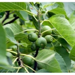 Bornholmsk Figen Ficus Carica 'Bornholm' 5 Liter Potte