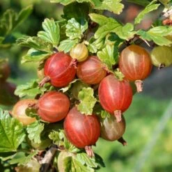 Stikkelsbær 'Captivator' Ribes Uva-crispa 'Captivator' 5 Liter Potte -Montoz Butik p22695 50638 ribes uva crispa captivator cd8f